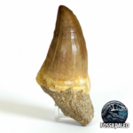 Giant Mosasaur Tooth Large Fossil Display Collectors Item | FossilPaleo