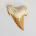 Otodus Obliquus Shark Tooth | High-Quality Complete Specimen - Image 11