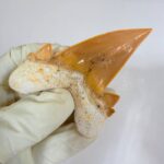 Otodus Obliquus Shark Tooth | High-Quality Complete Specimen - Image 13