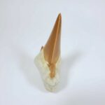 Otodus Obliquus Shark Tooth | High-Quality Complete Specimen - Image 12
