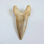Fossil Shark Tooth - Otodus Obliquus |  3.34 Inches | Excellent Detail - Image 3