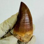 Rare Mosasaur Tooth Species Specific Tylosaurus Fossil | FossilPaleo - Image 4