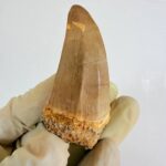 Mosasaur Hoffmanni Tooth Dinosaur Fossil Authentic Specimen | FossilPaleo - Image 6