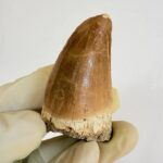 Mosasaur Hoffmanni Tooth Dinosaur Fossil Authentic Specimen | FossilPaleo - Image 6