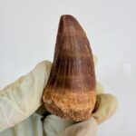 Authentic Dinosaur Tooth Mosasaur Fossil Cretaceous Marine Reptile | FossilPaleo - Image 4