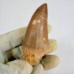 Authentic Dinosaur Tooth Mosasaur Fossil Cretaceous  | FossilPaleo - Image 5