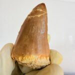 Rare Mosasaur Tooth Species Specific Hoffmanni Fossil  | FossilPaleo - Image 5