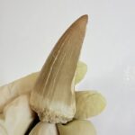 Rare Mosasaur Tooth Species Specific Beaugei Fossil | FossilPaleo - Image 3
