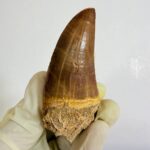 Rare Mosasaur Tooth Species Specific Tylosaurus Fossil | FossilPaleo - Image 4