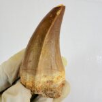 Rare Mosasaur Tooth Species Specific Beaugei Fossil | FossilPaleo - Image 12