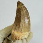 Rare Mosasaur Tooth Species Specific Tylosaurus Fossil | FossilPaleo - Image 3