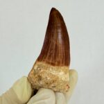 Rare Mosasaur Tooth Species Specific Tylosaurus Fossil | FossilPaleo - Image 4