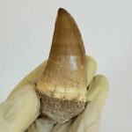 Mosasaur Tooth Large Fossil Display Collectors Item | FossilPaleo - Image 4