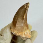 Mosasaur Tooth Real Fossil Authentic Dinosaur Tooth Gift | FossilPaleo - Image 4