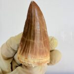 Mosasaur Tooth Dinosaur Fossil Authentic Cretaceous Specimen | FossilPaleo - Image 3