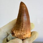 Mosasaur Tooth Dinosaur Fossil Authentic Cretaceous Specimen | FossilPaleo - Image 3