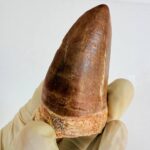 Mosasaur Tooth Dinosaur Fossil Authentic Cretaceous Specimen | FossilPaleo - Image 4