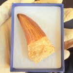 Rare Mosasaur Tooth Species Specific Tylosaurus Fossil | FossilPaleo - Image 13