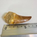 Rare Mosasaur Tooth Species Specific Tylosaurus Fossil | FossilPaleo - Image 13