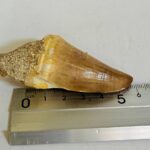 Giant Mosasaur Tooth Large Fossil Display Collectors Item | FossilPaleo - Image 4