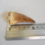 Mosasaur Tooth Dinosaur Fossil Authentic Cretaceous Specimen | FossilPaleo - Image 2