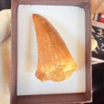 Mosasaur Tooth Dinosaur Fossil Authentic Cretaceous Specimen | FossilPaleo - Image 12
