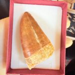 Mosasaur Tooth Dinosaur Fossil Authentic Cretaceous Specimen | FossilPaleo - Image 12