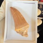 Authentic Dinosaur Tooth Mosasaur Fossil Cretaceous  | FossilPaleo - Image 13