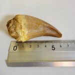 Rare Mosasaur Tooth Species Specific Beaugei Fossil | FossilPaleo - Image 4