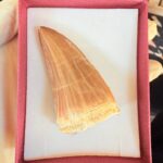 Mosasaur Tooth Dinosaur Fossil Authentic Cretaceous Specimen | FossilPaleo - Image 12