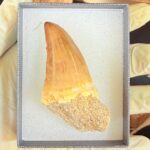 Giant Mosasaur Tooth Large Fossil Display Collectors Item | FossilPaleo - Image 12