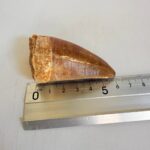 Mosasaur Tooth Dinosaur Fossil Authentic Cretaceous Specimen | FossilPaleo - Image 2