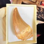 Rare Mosasaur Tooth Species Specific Beaugei Fossil | FossilPaleo - Image 14