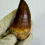 Rare Mosasaur Tooth Species Specific Tylosaurus Fossil | FossilPaleo - Image 5