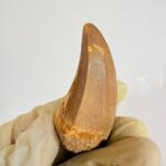 Mosasaur Hoffmanni Tooth Dinosaur Fossil Authentic Specimen | FossilPaleo - Image 7