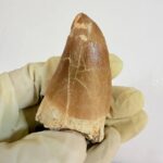 Mosasaur Hoffmanni Tooth Dinosaur Fossil Authentic Specimen | FossilPaleo - Image 4