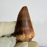 Authentic Dinosaur Tooth Mosasaur Fossil Cretaceous Marine Reptile | FossilPaleo - Image 5