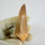 Authentic Dinosaur Tooth Mosasaur Fossil Cretaceous  | FossilPaleo - Image 6