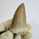 Rare Mosasaur Tooth Species Specific Beaugei Fossil | FossilPaleo - Image 4