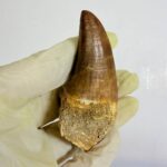 Rare Mosasaur Tooth Species Specific Tylosaurus Fossil | FossilPaleo - Image 5