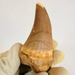 Rare Mosasaur Tooth Species Specific Beaugei Fossil | FossilPaleo - Image 11