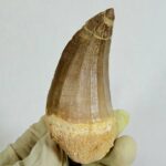 Rare Mosasaur Tooth Species Specific Tylosaurus Fossil | FossilPaleo - Image 4