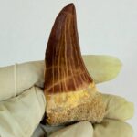 Rare Mosasaur Tooth Species Specific Tylosaurus Fossil | FossilPaleo - Image 5