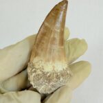 Mosasaur Tooth Large Fossil Display Collectors Item | FossilPaleo - Image 5