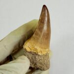 Giant Mosasaur Tooth Large Fossil Display Collectors Item | FossilPaleo - Image 11