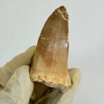 Mosasaur Tooth Real Fossil Authentic Dinosaur Tooth Gift | FossilPaleo - Image 5