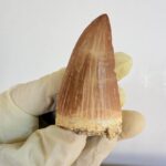 Mosasaur Tooth Dinosaur Fossil Authentic Cretaceous Specimen | FossilPaleo - Image 4