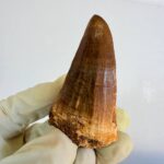 Mosasaur Tooth Dinosaur Fossil Authentic Cretaceous Specimen | FossilPaleo - Image 10