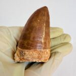 Mosasaur Tooth Dinosaur Fossil Authentic Cretaceous Specimen | FossilPaleo - Image 3