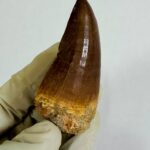 Rare Mosasaur Tooth Species Specific Tylosaurus Fossil | FossilPaleo - Image 6